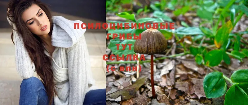 хочу   Весьегонск  Галлюциногенные грибы MAGIC MUSHROOMS 